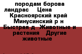 породам борова ландрас  › Цена ­ 18 000 - Красноярский край, Минусинский р-н, Быстрая д. Животные и растения » Другие животные   